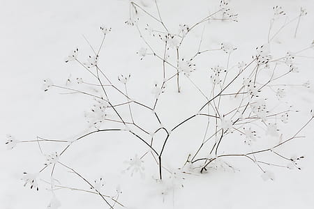 Snow on dry twigs thumbnail