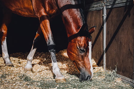 brown and white horse eating green grass thumbnail