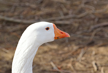 Greater Snow Goose, Wading Bird thumbnail