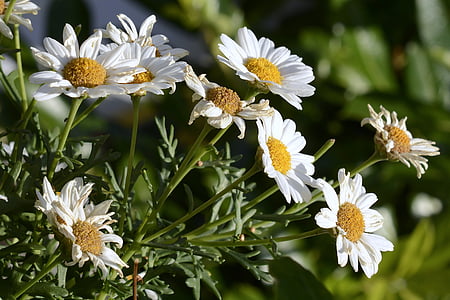 white-and-yellow petaled flowers during daytime thumbnail