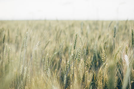 wheat field thumbnail