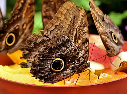 macro photography of owl moth thumbnail