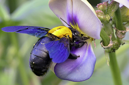 blue-winged black and yellow carpenter bee thumbnail
