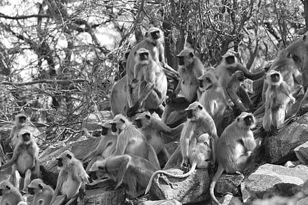 Grayscale Photo of Monkeys thumbnail