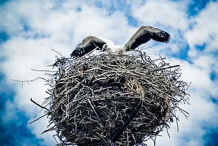 bird on nest during day thumbnail
