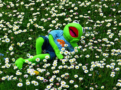 frog plush toy lying in white flowers thumbnail