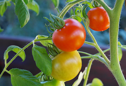 macro photography of red and yellow Tomato plant thumbnail