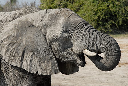 close-up photo of elephant thumbnail