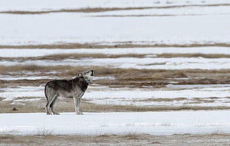 black and gray wolf during daytime thumbnail