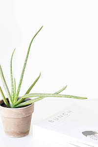 green potted plant thumbnail