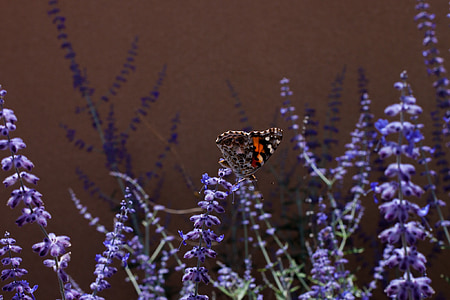 brown and red lacewing butterfly thumbnail