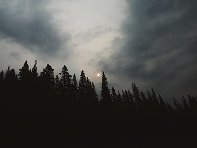 silhouette of trees during nighttime thumbnail
