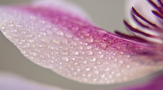 purple petaled flower with dewdrops thumbnail
