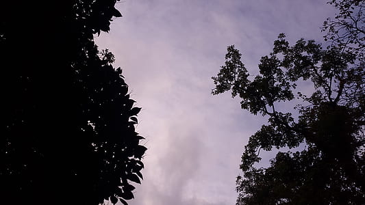 Low Angle Photography of Silhouette of Trees Under Calm Sky thumbnail