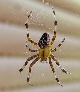 Spider, Insect thumbnail