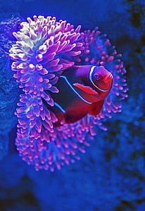 underwater photography of red fish thumbnail