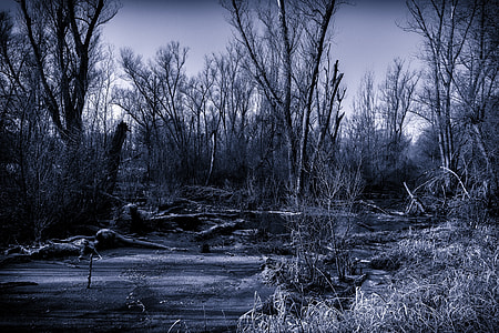landscape photography of leafless trees thumbnail