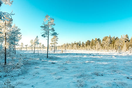 Green Leaved Trees Covered With Snow thumbnail
