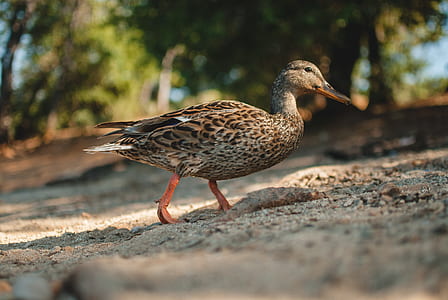 shallow focus photo of brown duck thumbnail