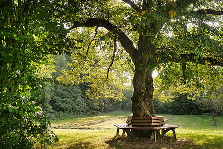 green leaf tree surrounded with brown wooden bench near forest during daytime thumbnail