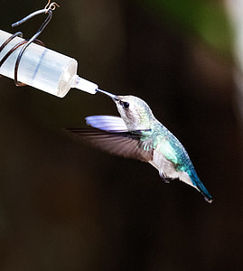 honduran emerald hummingbird beck on white feeder thumbnail