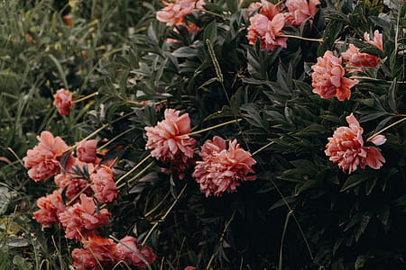 Pink Cluster Flowers Nature Photography thumbnail