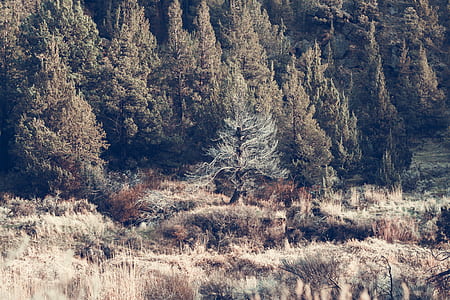 wood, dawn, landscape, nature thumbnail