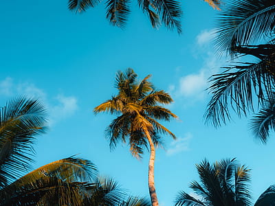 coconut trees under the cloudy sky during daytime thumbnail