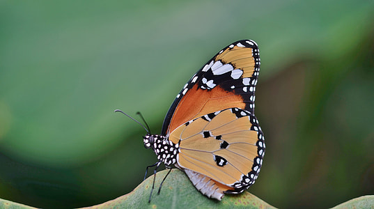 orange butterfly on leaf thumbnail