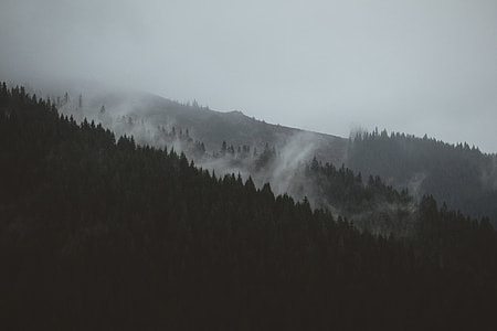 trees covered with fog thumbnail