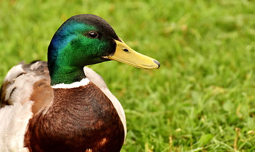 selective focus photo green and brown duck on green grass thumbnail