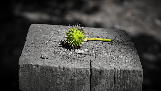 seed on gray wooden panel thumbnail