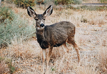 deer on fields thumbnail