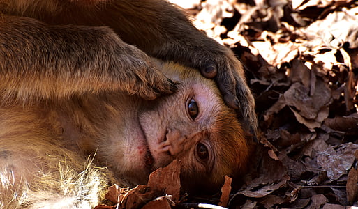 closeup photo of brown primate thumbnail