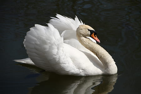 mute swan on body of water thumbnail
