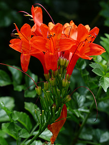 red petaled flower thumbnail