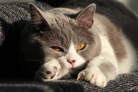 short-furred gray and white cat proning on gray textile thumbnail