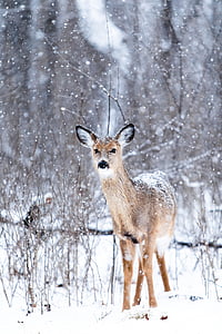 brown deer on snowfield at winter thumbnail