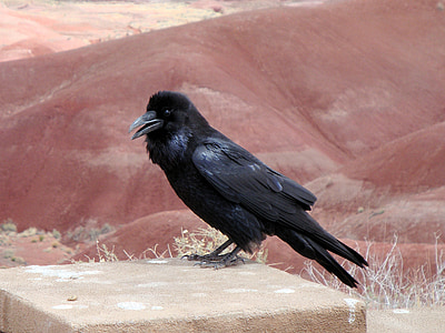 black crow on rock thumbnail