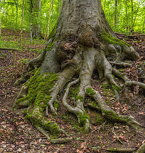 gray tree roots thumbnail
