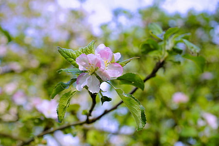 selective focus photography of pink cherry blossoms thumbnail
