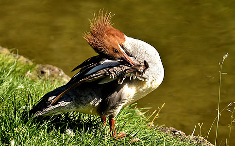 Mandarin Duck photo thumbnail