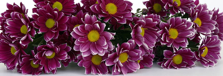 closeup photo of purple chrysanthemum flowers on white surface thumbnail