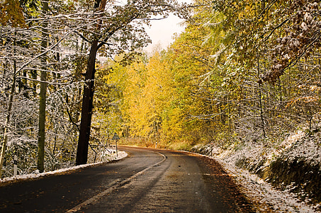 asphalt road in between forest thumbnail