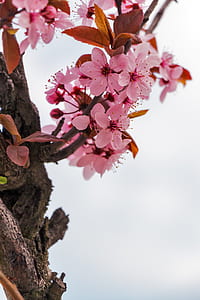 selective focus photography of pink cherry blossoms thumbnail