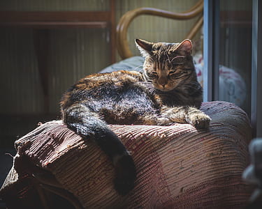 closeup photo of gray tabby cat thumbnail
