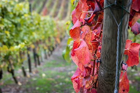 grapes garden thumbnail