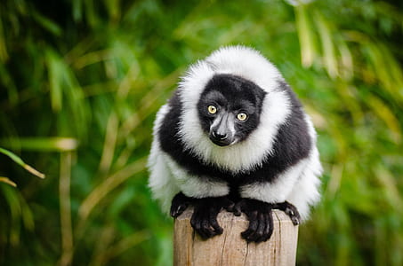 animal on pole thumbnail
