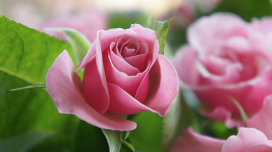 pink roses thumbnail