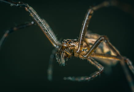 Macro Photography of Brown Spider thumbnail